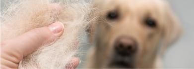 El cuidado del pelo en los perros 