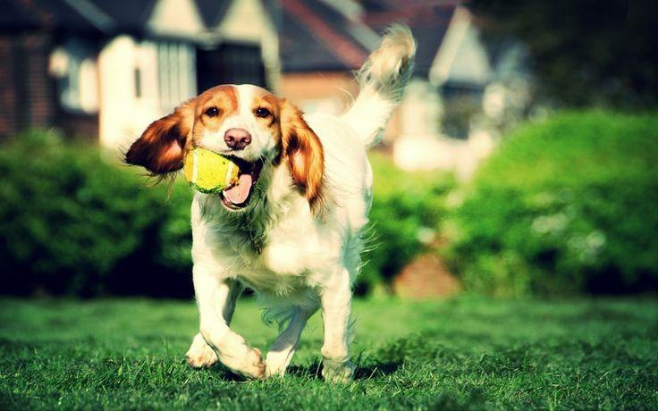¿Cómo elegir lo mejor para tu mascota en Uruguay?