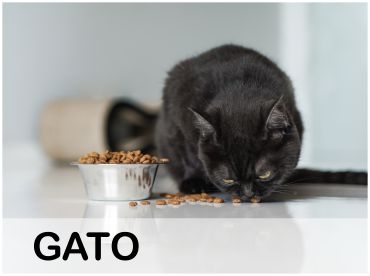 Alimento Gatos